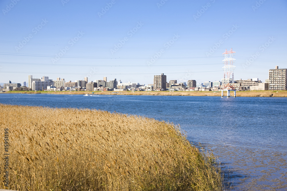 Fototapeta premium 葦