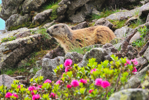 Marmot between flowers