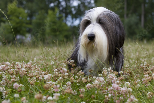 Fototapeta Naklejka Na Ścianę i Meble -  bearded collie couché dans les hautes herbes - sagesse