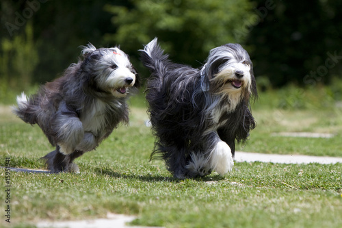 Fototapeta Naklejka Na Ścianę i Meble -  deux bearded collie courant de face côte à côte - poils longs