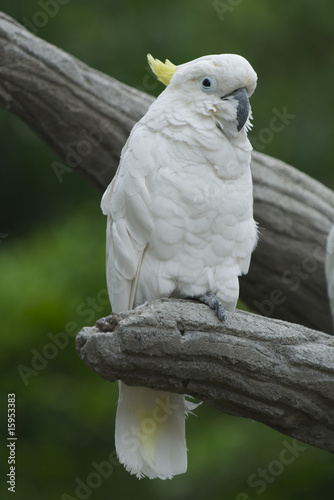 Cacatua dal ciuffo giallo (kakatoe galerita) photo