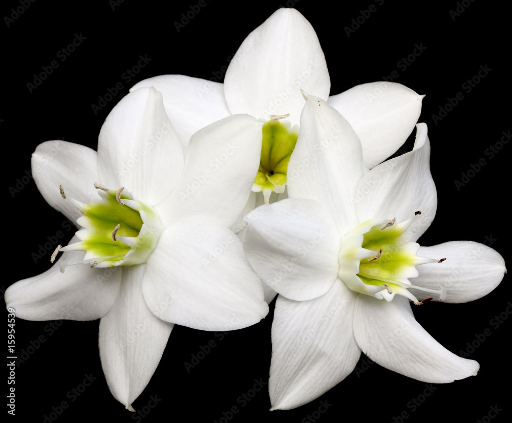 Naklejka premium triplette blanche sur fond noir