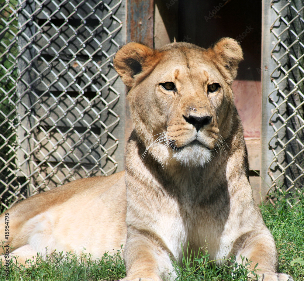 Barbary Lion Barbary Lion
