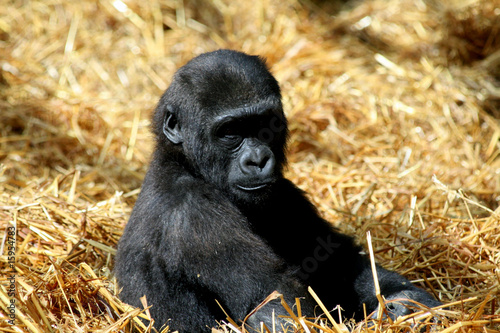 Gorilla baby