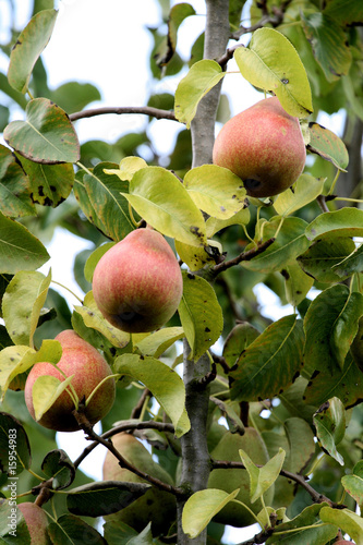 Pear tree photo