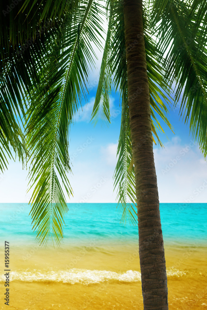 Naklejka premium palm and morning sea