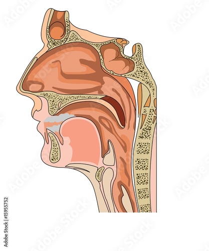 anatomy of the nose and throat