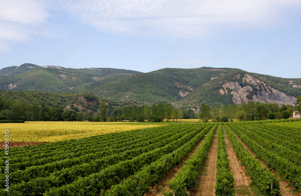 Landscape with vineyard and sunflowers in France