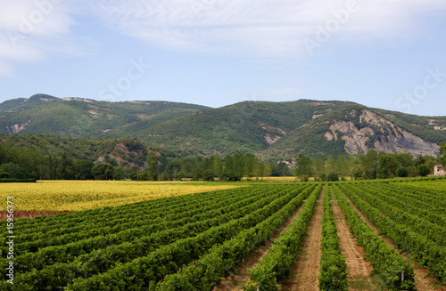 Landscape with vineyard and sunflowers in France
