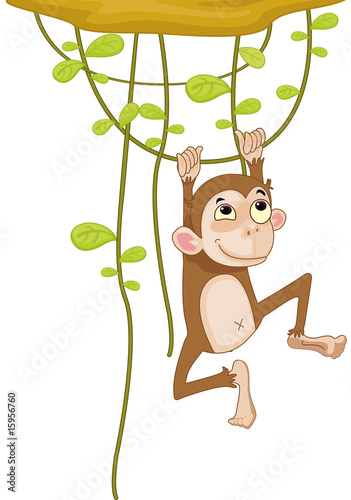 monkey