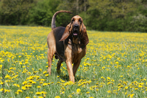 bloodhound marchant de face dans une prairie - pissenlits photo