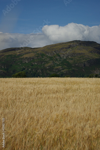 wheat field and mountains