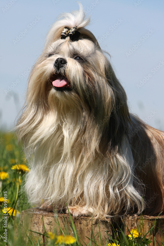 portrait d'un shih tzu couché de trois quart - regarder en haut portrait d'un shih tzu couché de trois quart - regarder en haut