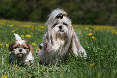 Bild auf Leinwand shih tzu et son chiot marchant de face dans l'herbe - portée