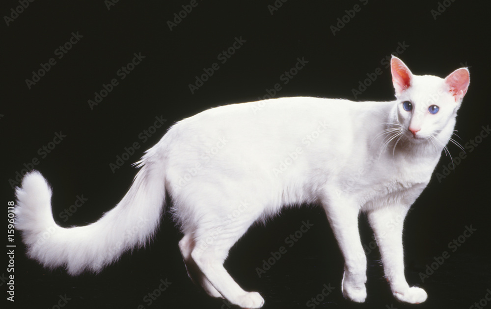 Chat De Race Mandarin Blanc Debout De Profil En Studio Stock Photo Adobe Stock