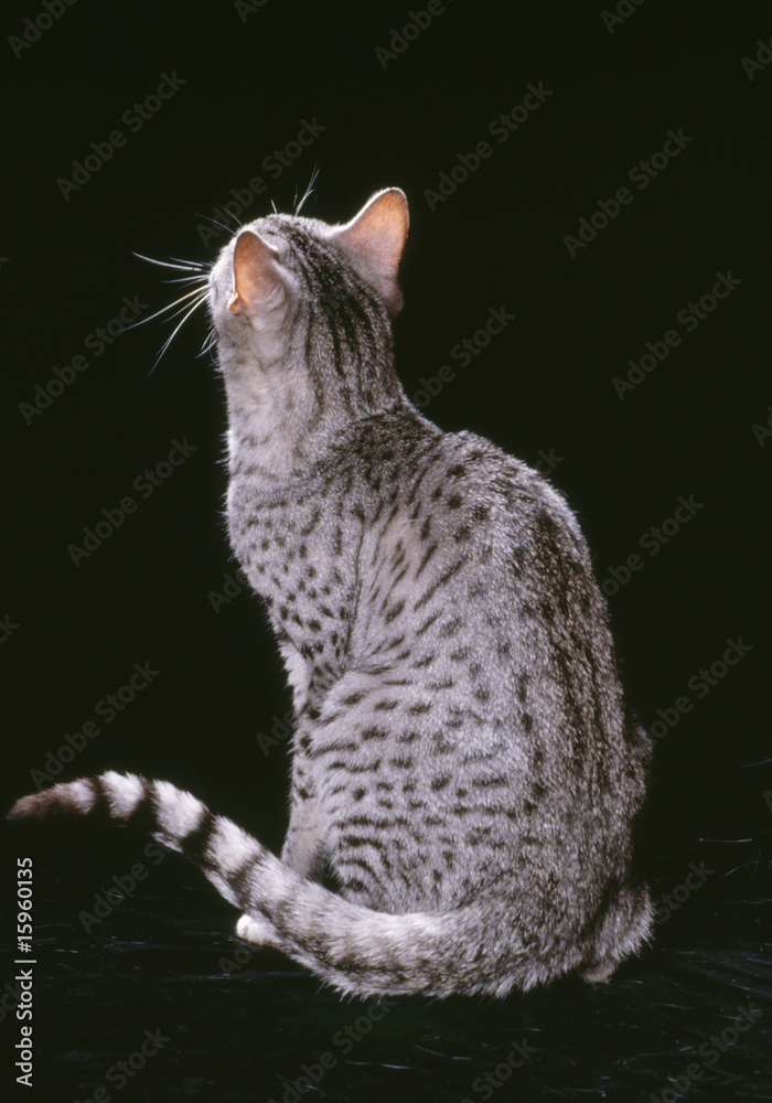 Chat De Race Mau Egyptien Assis De Dos Sur Fond Noir Studio Stock Photo Adobe Stock