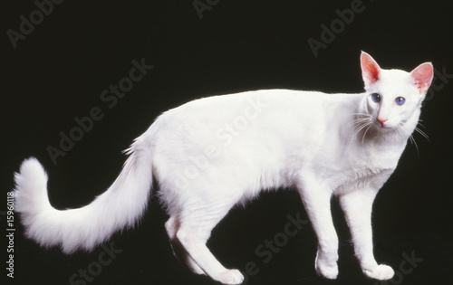 chat de race mandarin blanc debout de profil en studio
