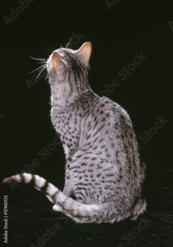 chat de race mau égyptien assis de dos sur fond noir-studio