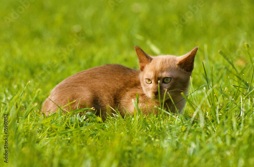 chat de race burmese couché de profil au milieu de l'herbe photo