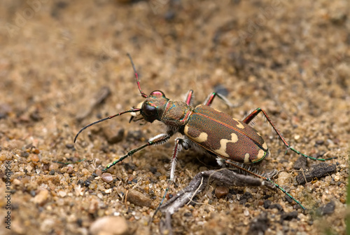 Tiger beetle