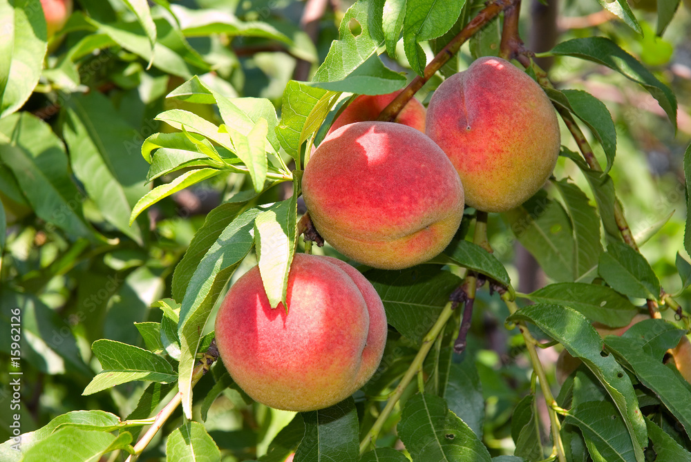 Obraz premium Peaches