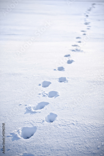 nature scene in winter