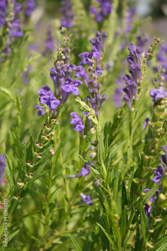 Chinese skullcap (Scutellaria baicalensis)