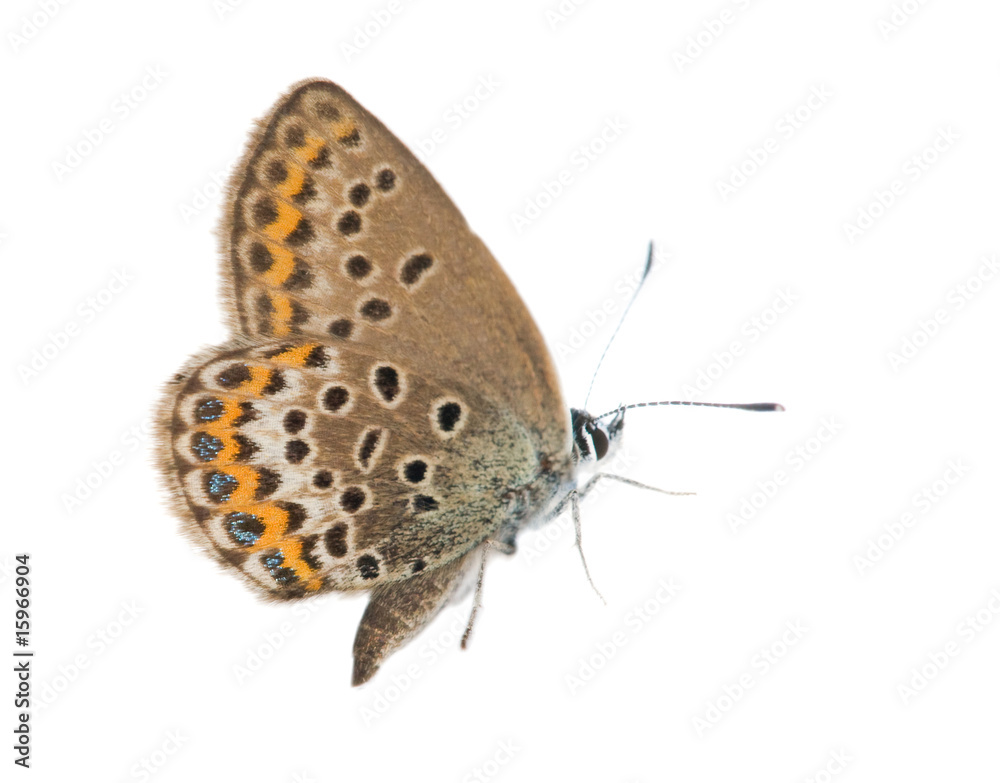 brown butterfley with orange stripe brown butterfley with orange stripe
