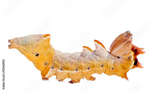 horrible yellow caterpillar