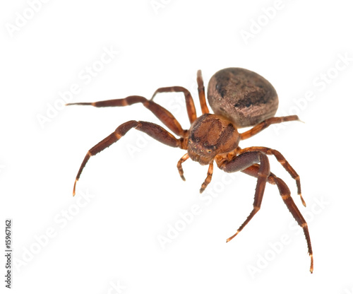 dark brown spider