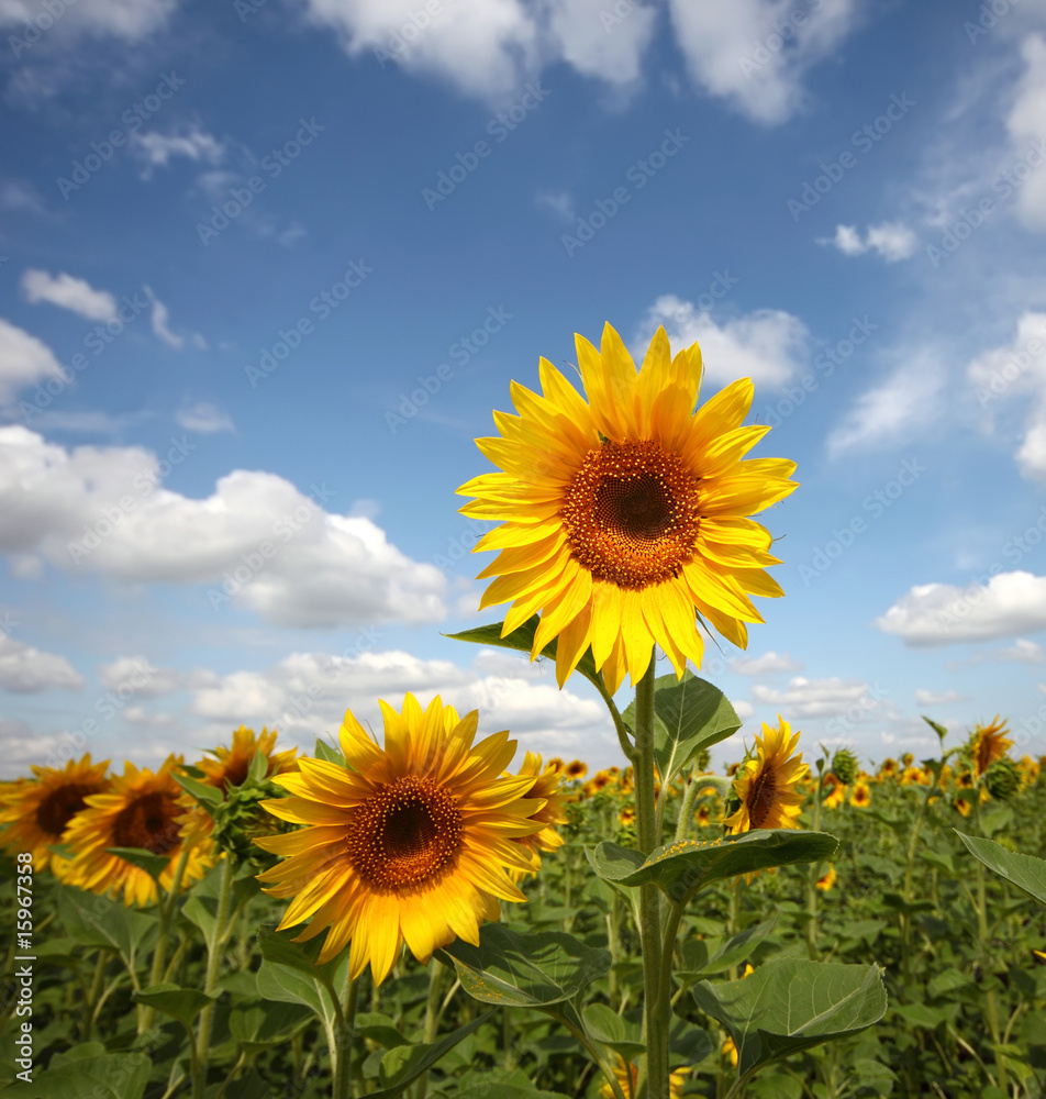 sunflower field under blue sky