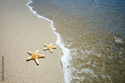 dwie rozgwiazdy na plaży