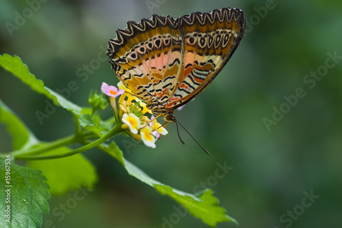 Tropical butterfly Plain Lacewing photo