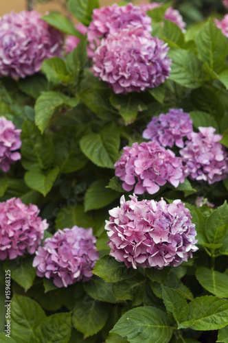 hortensia