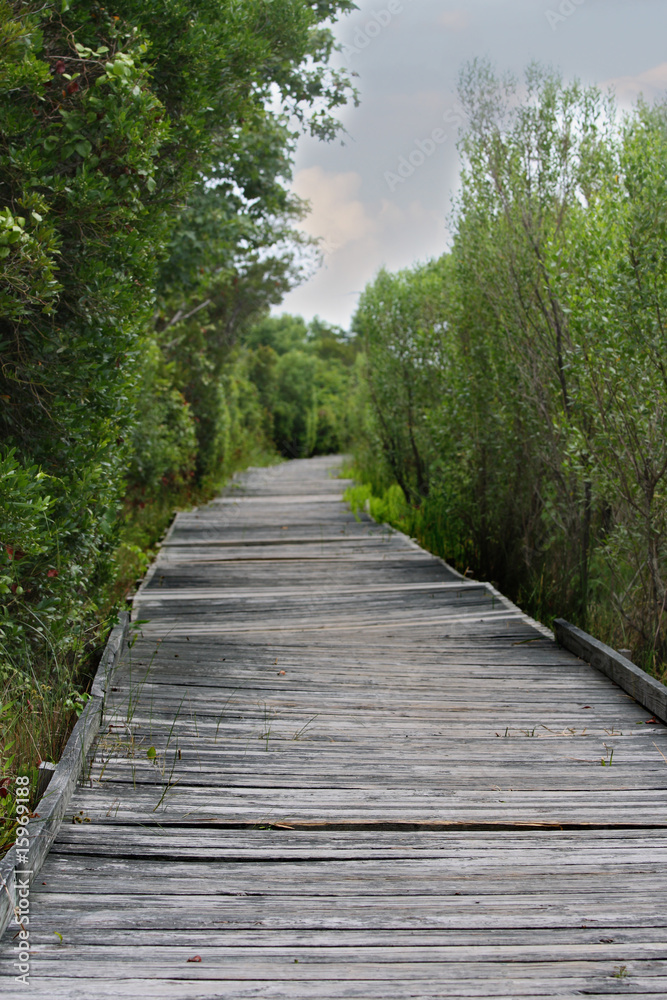 wooden path wooden path