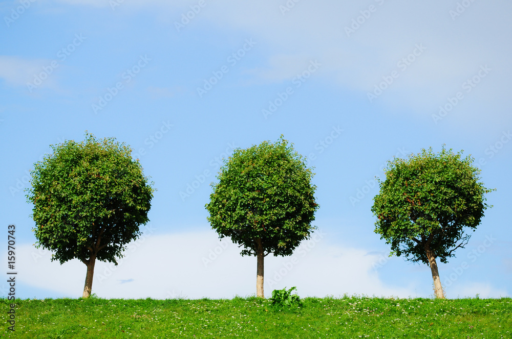 three rounded trees three rounded trees