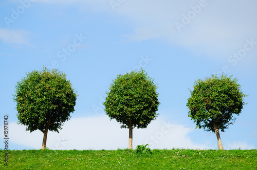three rounded trees