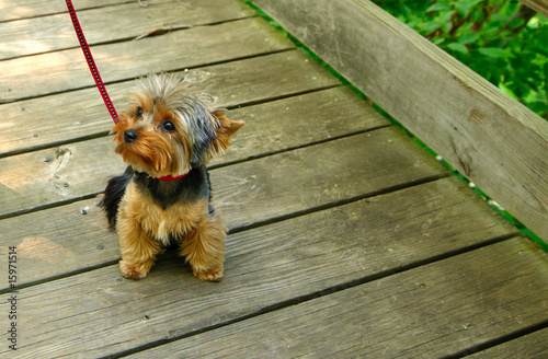 Canvas Print Yorkie on outing