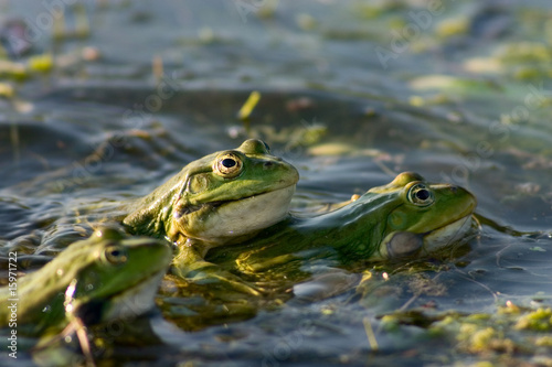 Fotografi mating season of frogs