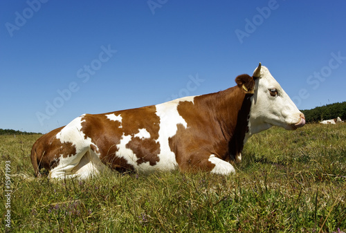 Vache