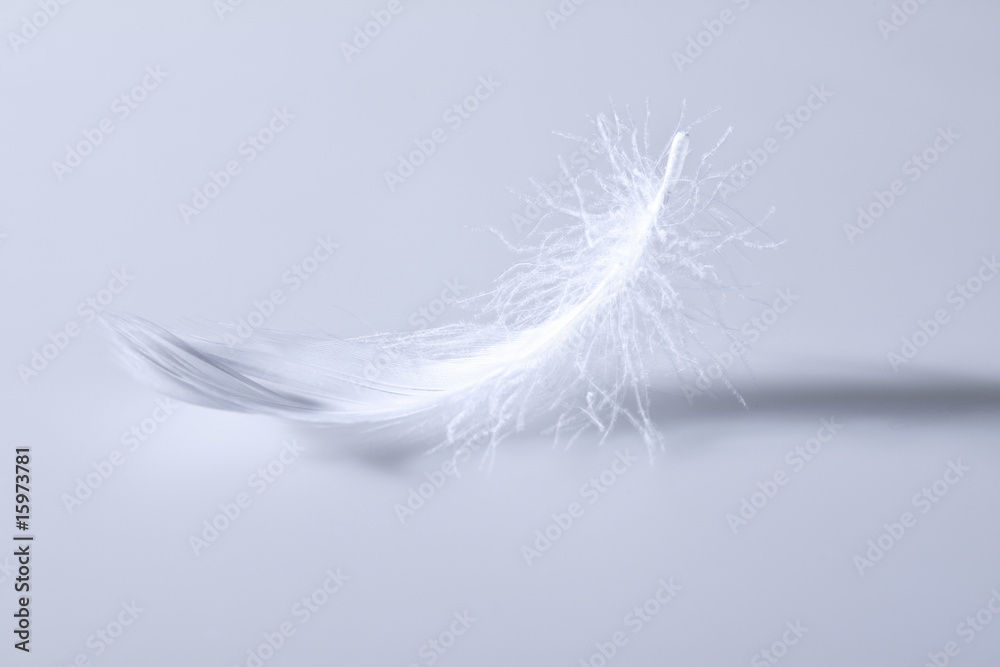 Obraz premium pióro