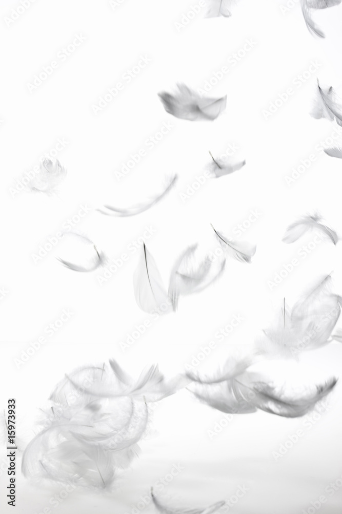 Fototapeta premium 羽