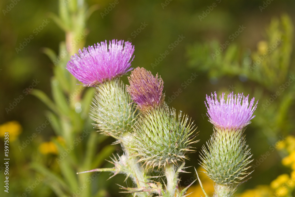 Distelblüten Distelblüten