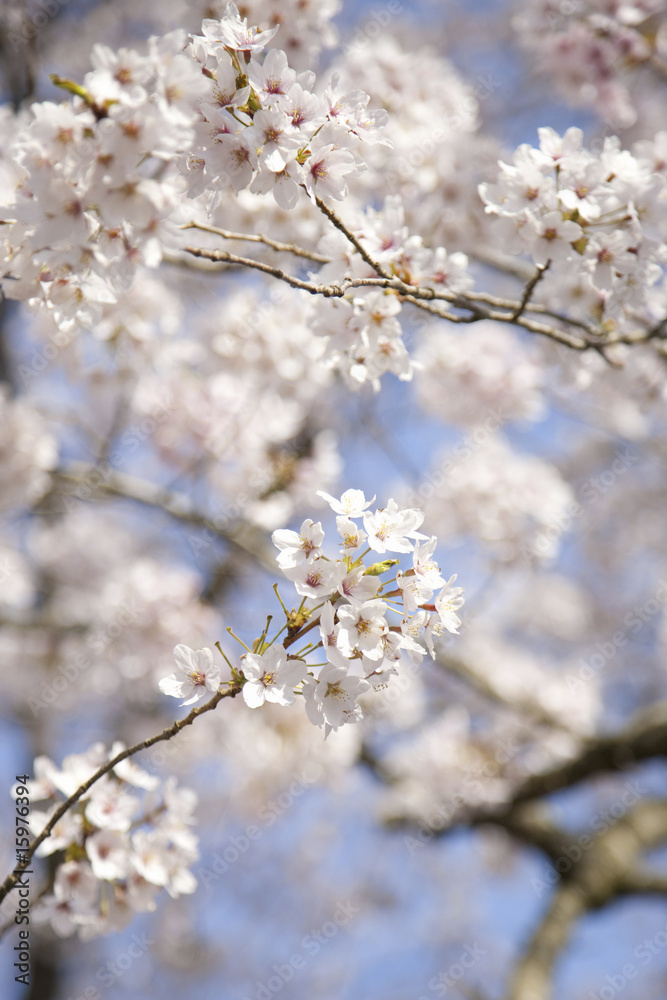 桜 桜