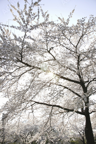 Wallpaper Mural 桜 Torontodigital.ca