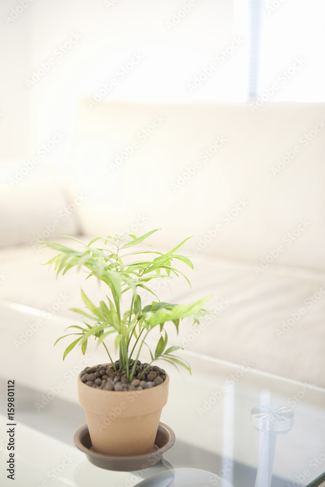 観葉植物 観葉植物
