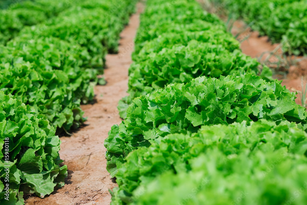 Beautiful, big, green cabbage from ecological farm Beautiful, big, green cabbage from ecological farm