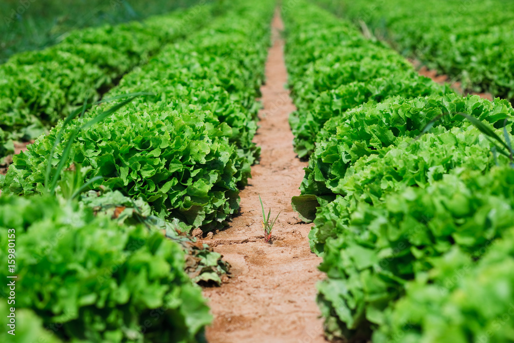Beautiful, big, green cabbage from ecological farm Beautiful, big, green cabbage from ecological farm