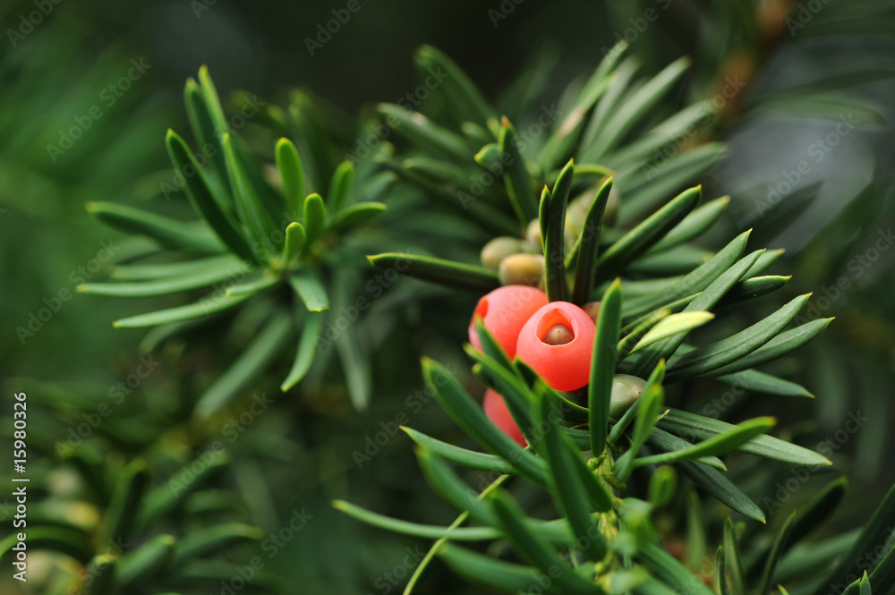 Naklejka premium Blüten 101