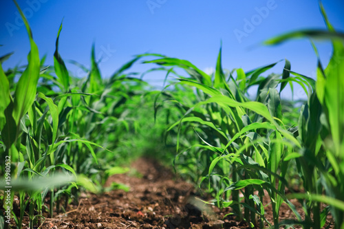 Row of corn on an agricultural field.